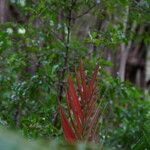Calyptrogyne trichostachys Hoja