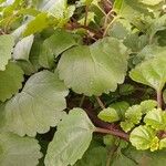 Plectranthus verticillatus Blad