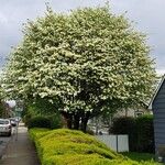 Cornus nuttallii Costuma