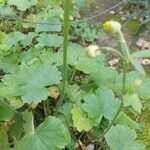 Ranunculus creticus Φλοιός