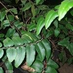 Cheilanthes viridis ഇല