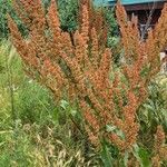 Rumex crispus花