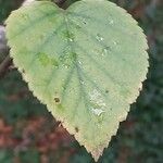 Betula potaninii Hoja