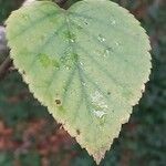 Betula potaninii