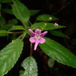 Impatiens kamerunensis Flower