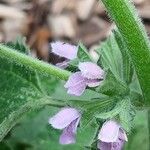 Ballota nigra Flower