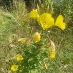 Oenothera glazioviana Flor