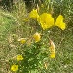 Oenothera glazioviana Kvet