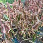 Acalypha wilkesiana Folha