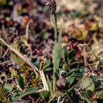 Carex bigelowii Fruit