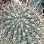 Leucostele terscheckii Drugo