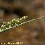 Airopsis tenella Fruit