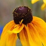 Rudbeckia hirta Floare