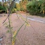 Prosopis cineraria Fruit