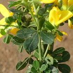 Genista monspessulana Corteza