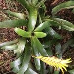 Vriesea carinata Blomst