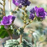 Phacelia calthifolia Habitatea