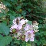 Rubus ulmifoliusFlower