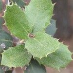 Quercus rotundifolia Leaf