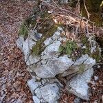 Asplenium exiguum Hábito