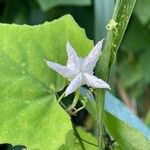 Trichosanthes cucumerina Blüte