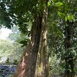 Inocarpus fagifer Φλοιός