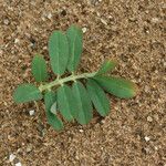 Indigofera hirsuta Blatt