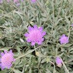 Lomelosia cretica Kvet