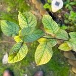 Prunus domestica Leaf