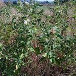 Baccharoides adoensis Blatt