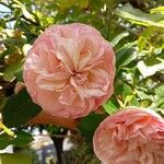 Rosa gallica Blüte
