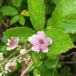 Rubus ulmifolius 花