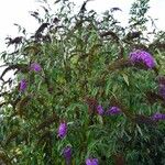 Buddleja davidii Агульны выгляд