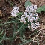 Achillea alpina 花