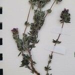 Thymus dolomiticus List