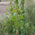 Populus deltoides Fulla