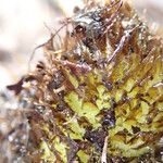 Coniogramme africana Otro