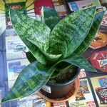 Dracaena trifasciata List