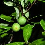 Pradosia surinamensis Fruto