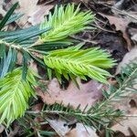 Abies alba Leaf