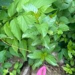 Cephalanthus occidentalis Leaf