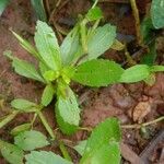 Bonnaya antipoda Leaf