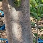 Acropogon bullatus 樹皮