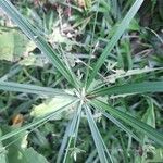 Cyperus laxus Yaprak