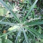 Cyperus laxus Folla