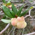 Rhododendron ferrugineumFruto