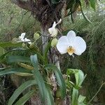 Phalaenopsis amabilis ফুল