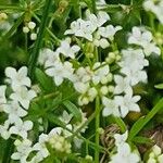 Galium palustre Blüte