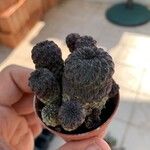 Rebutia steinmannii Hostoa