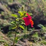 Hibiscus aponeurus Leaf